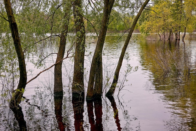 Arbres dans l'eau après le déversement d'une grande rivière