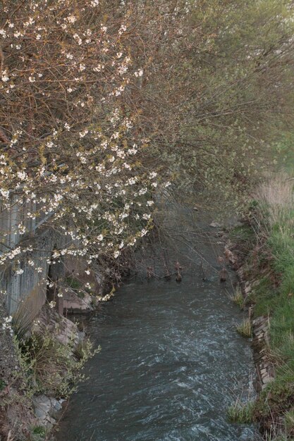 Photo des arbres dans l'eau