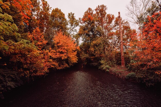 Photo les arbres dans le feuillage d'automne