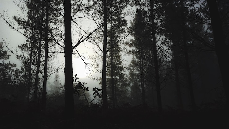 Photo des arbres dans la forêt au coucher du soleil