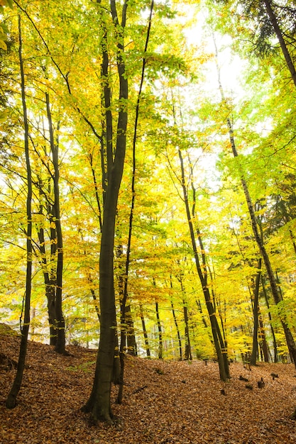 Arbres dans la forêt automnale