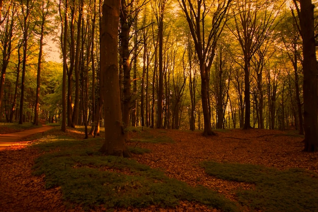 Photo des arbres dans la forêt à l'automne