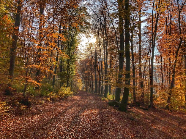 Des arbres dans la forêt en automne