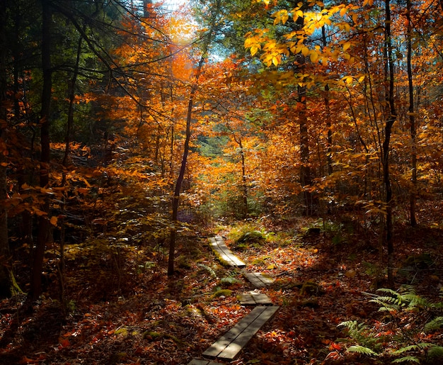 Photo des arbres dans la forêt en automne