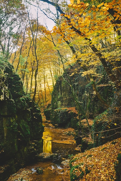 Photo des arbres dans la forêt en automne