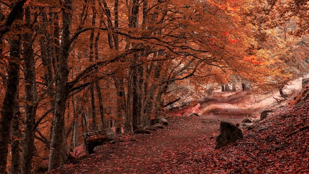 Photo des arbres dans la forêt en automne