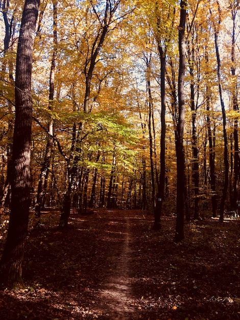 Photo des arbres dans la forêt en automne