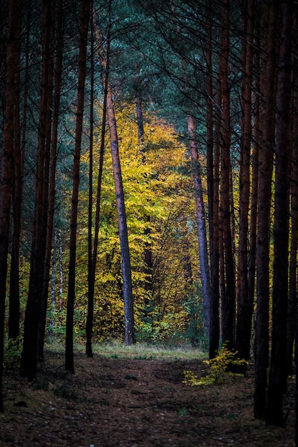 Des arbres dans la forêt à l'automne