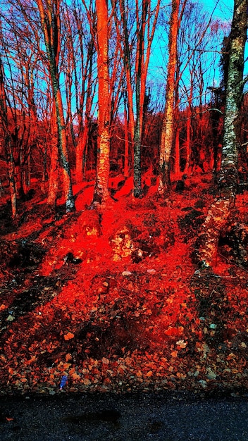 Photo des arbres dans la forêt en automne