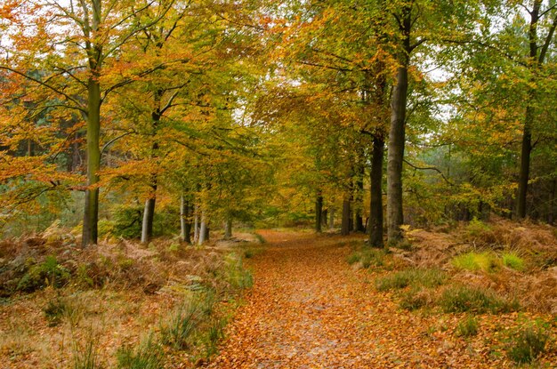 Des arbres dans la forêt en automne