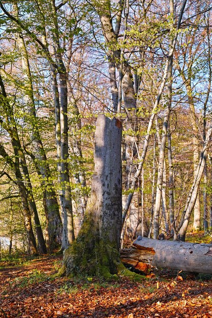 Des arbres dans la forêt à l'automne