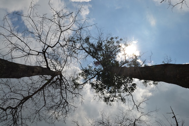 Arbres dans la forêt Banyuasin