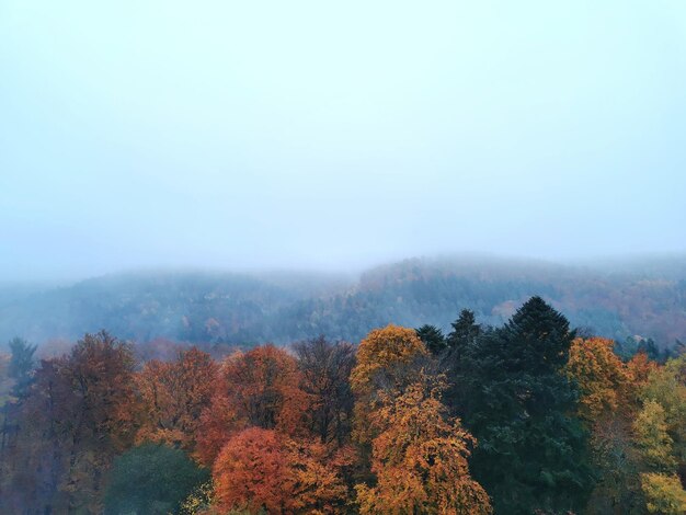 Photo des arbres dans la forêt contre le ciel en automne