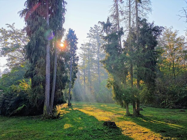 Photo des arbres dans la forêt contre le ciel en automne