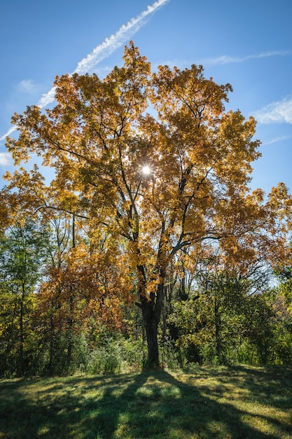 Photo des arbres dans la forêt contre le ciel en automne