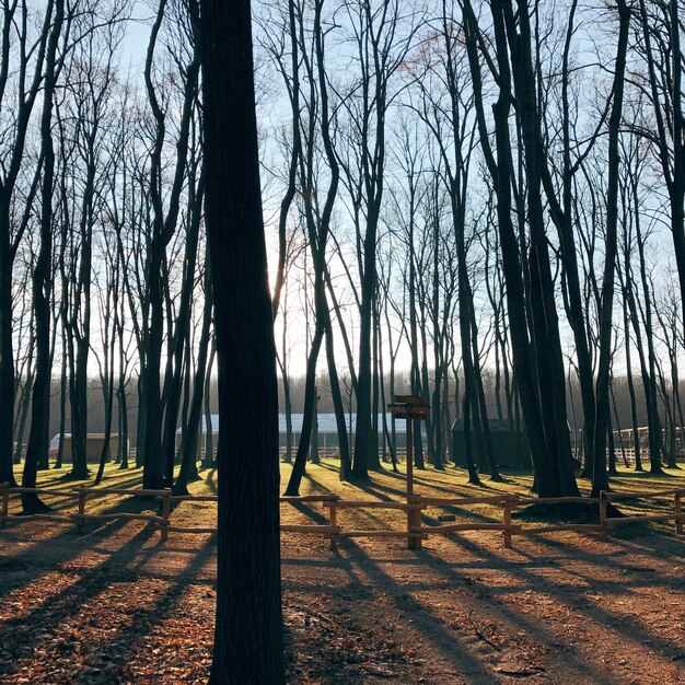 Des arbres dans la forêt contre le ciel