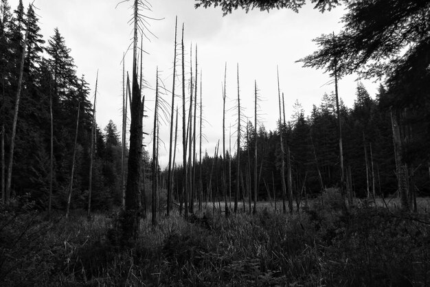 Photo des arbres dans la forêt contre le ciel