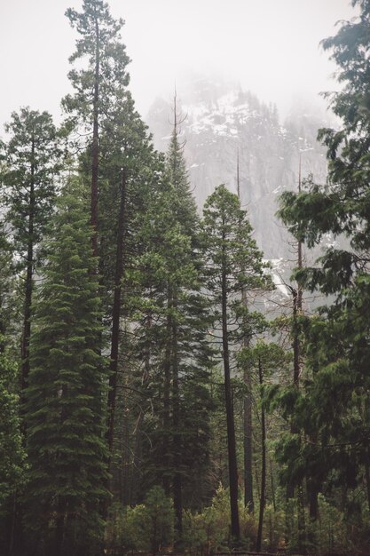 Photo des arbres dans la forêt contre le ciel