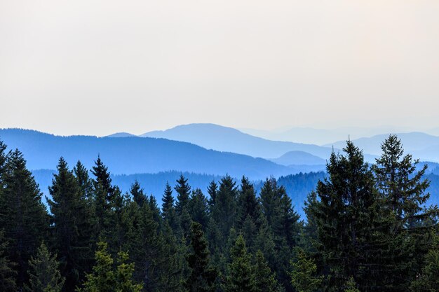 Des arbres dans la forêt contre le ciel