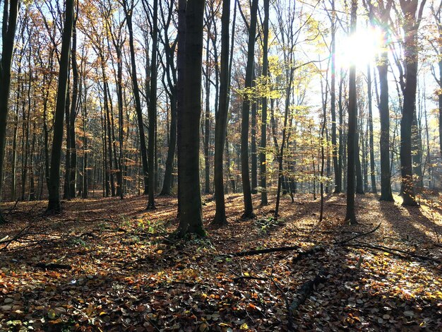 Photo des arbres dans la forêt contre le ciel