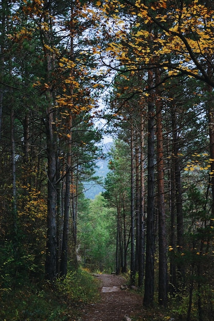 Des arbres dans la forêt contre le ciel