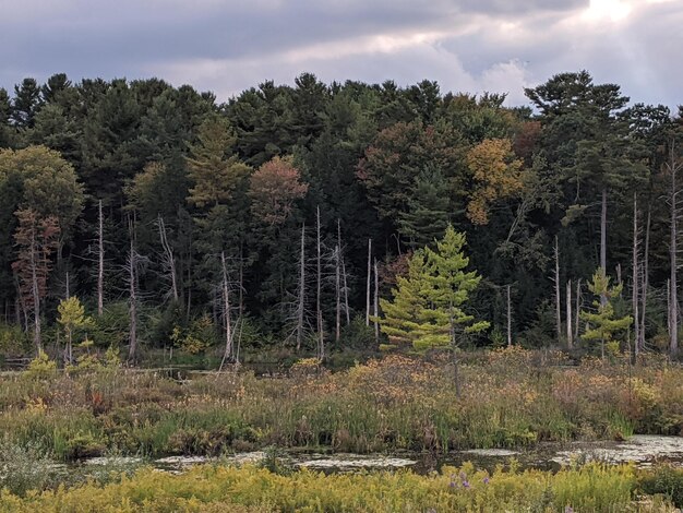 Photo des arbres dans la forêt contre le ciel