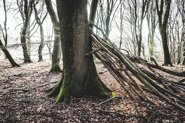 Photo des arbres dans la forêt contre le ciel