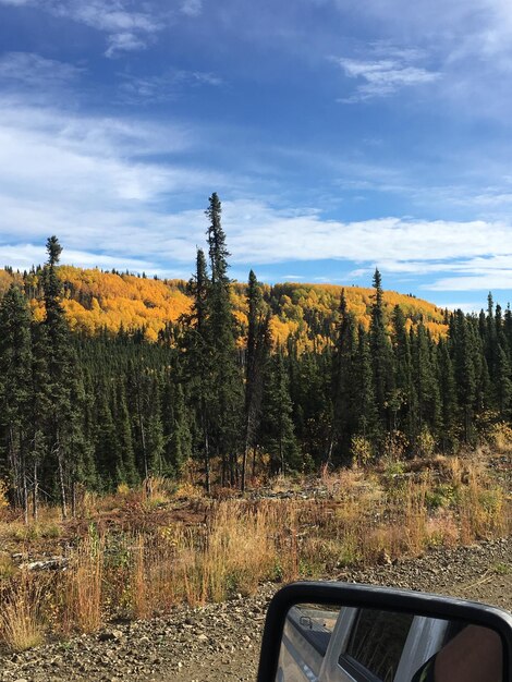 Des arbres dans la forêt contre le ciel