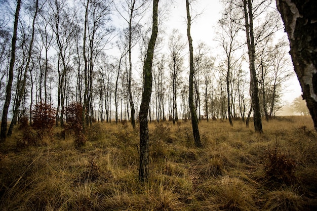 Des arbres dans la forêt contre le ciel