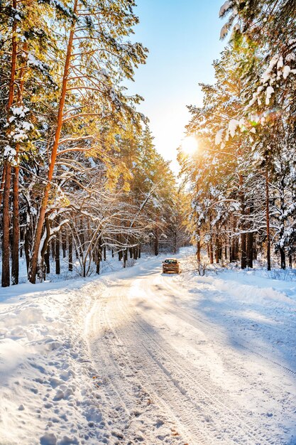 Arbres dans la forêt dans les chemins de neige d'hiver Beau paysage