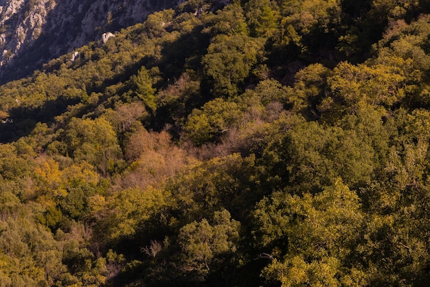 Arbres dans la forêt dans les montagnes