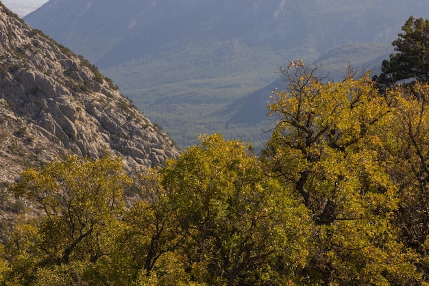 Arbres dans la forêt dans les montagnes