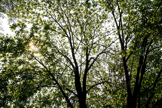 Arbres dans la forêt - fond de bois vert et de la lumière du soleil.