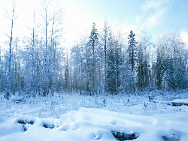 Photo des arbres dans la forêt en hiver