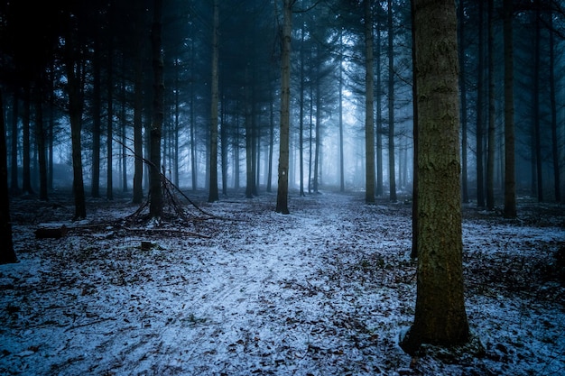 Des arbres dans la forêt en hiver