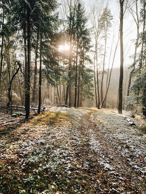 Photo des arbres dans la forêt d'hiver