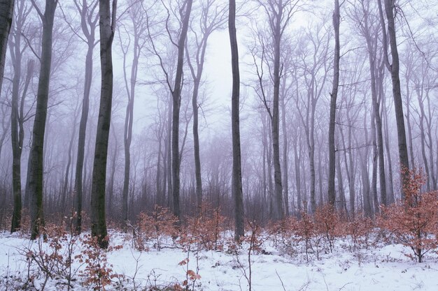 Photo des arbres dans la forêt en hiver