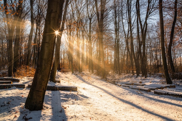 Photo des arbres dans la forêt en hiver