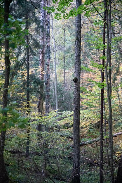 Photo des arbres dans une forêt lituanienne en automne