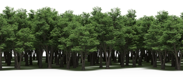 arbres dans la forêt avec une ombre sur le sol, isolé sur fond blanc, illustration 3D, cg r