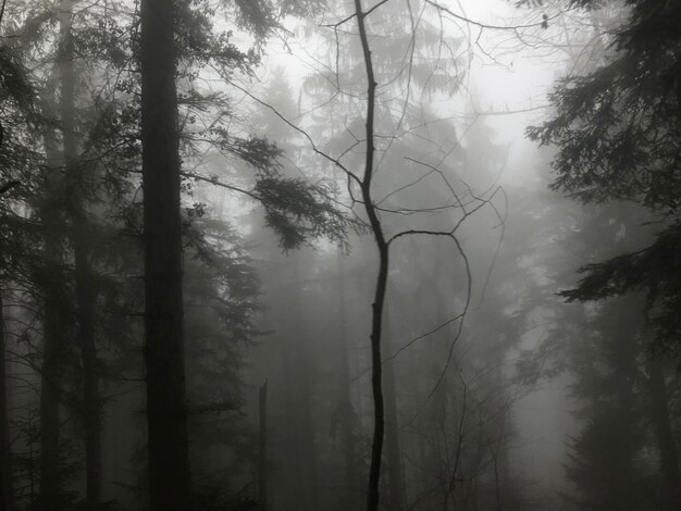 Des arbres dans la forêt par temps brumeux