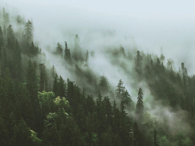 Des arbres dans la forêt par temps brumeux