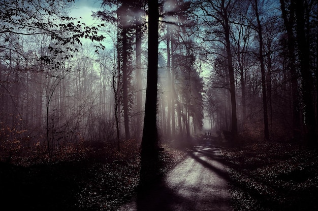 Des arbres dans la forêt par temps brumeux