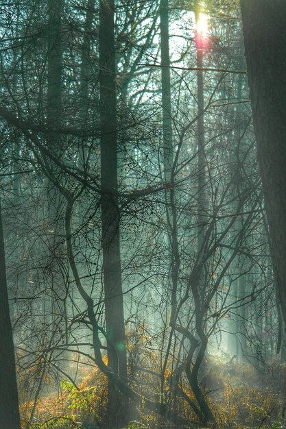 Photo des arbres dans la forêt par temps brumeux