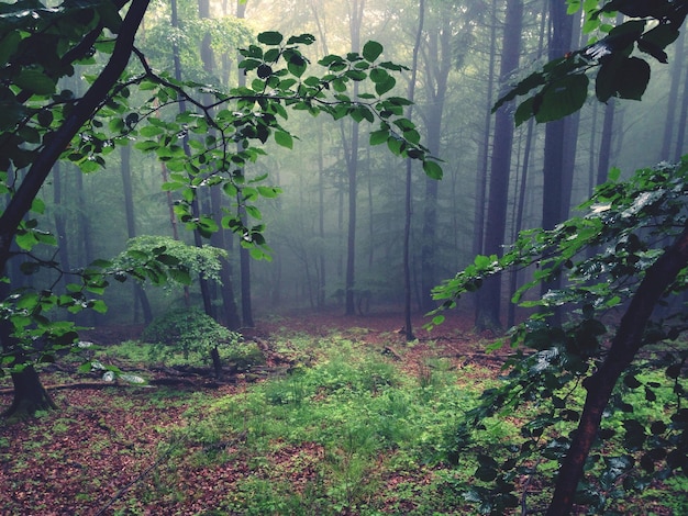 Des arbres dans la forêt par temps brumeux