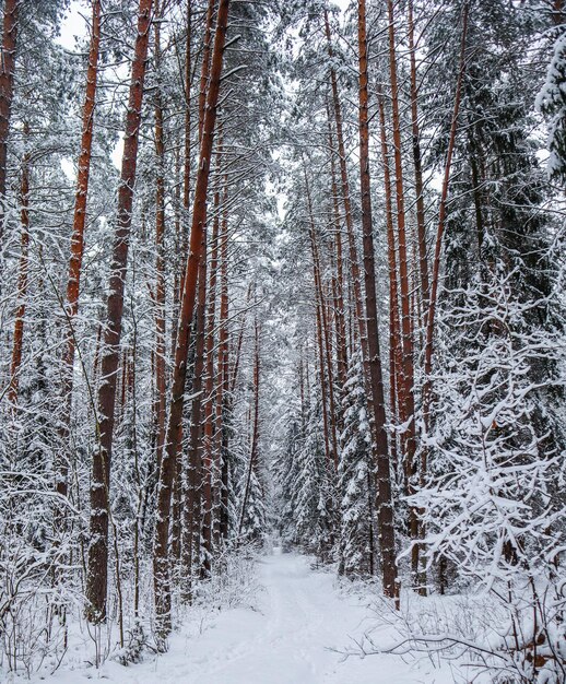 Photo des arbres dans la forêt pendant l'hiver.