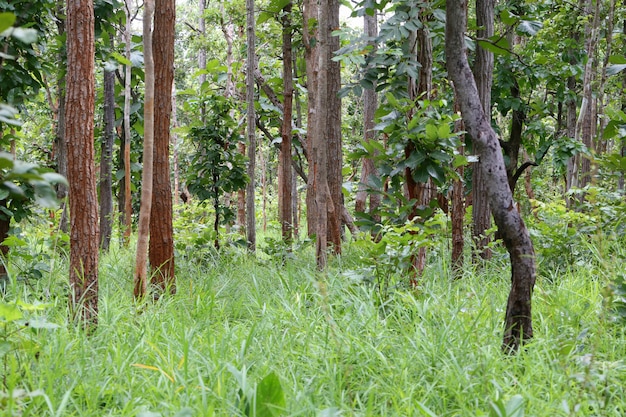 Photo arbres dans la forêt tropicale humide de la thaïlande.