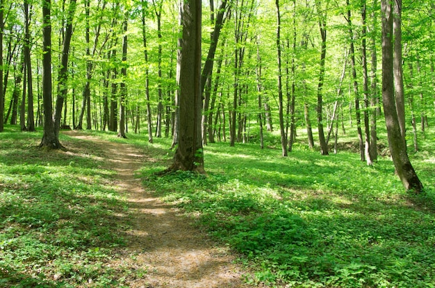 Arbres dans une forêt verte au printemps