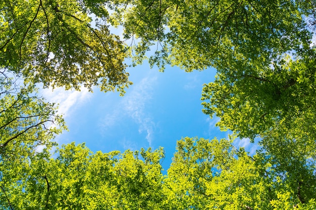 Arbres dans la forêt verte sur fond de ciel bleu