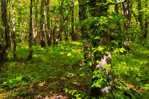 Arbres dans la forêt verte